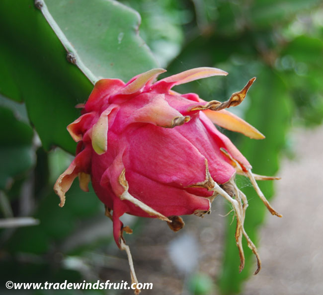 Dragon Fruit Cactus Care