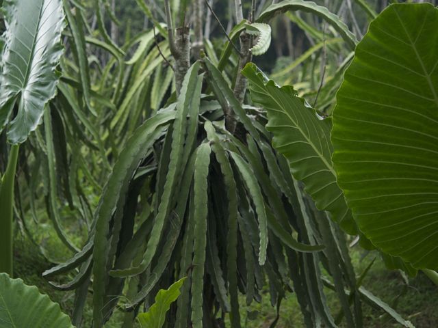 Dragon Fruit Cactus Care