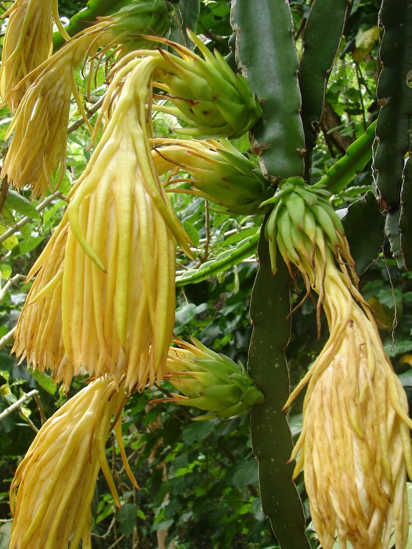 Dragon Fruit Cactus For Sale