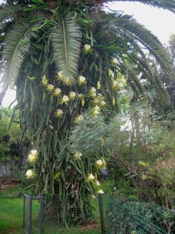 Dragon Fruit Cactus Growing