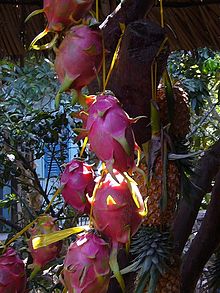 Dragon Fruit Cactus Growing