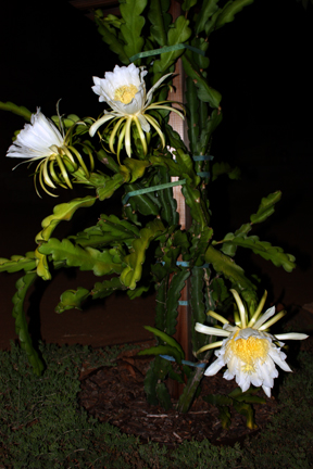 Dragon Fruit Cactus Growing