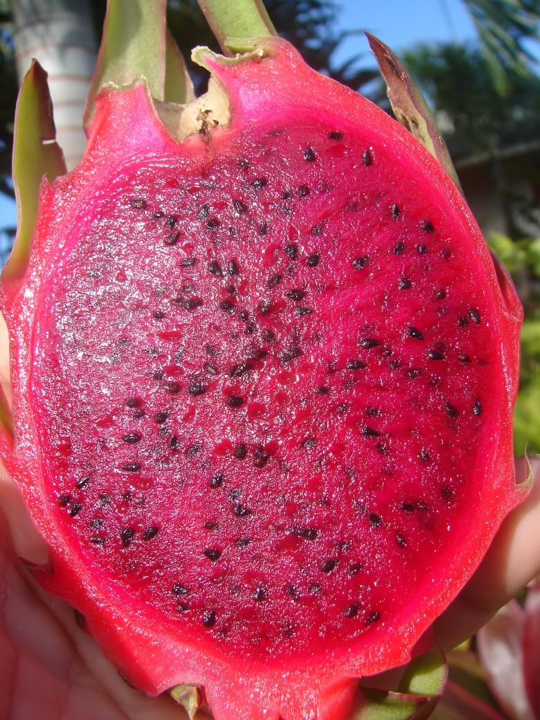 Dragon Fruit Cactus Growing