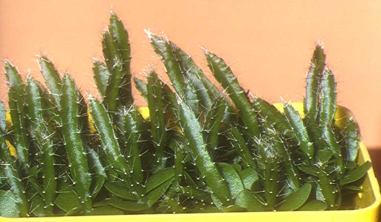 Dragon Fruit Cactus Growing