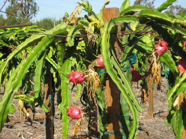 Dragon Fruit Cactus Growing