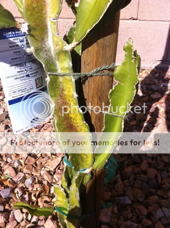 Dragon Fruit Cactus Growing