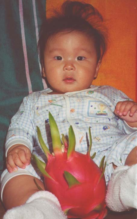 Dragon Fruit Cactus Plant