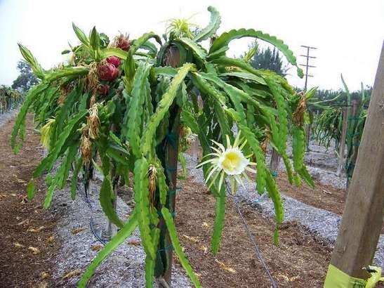 Dragon Fruit Cactus Plant