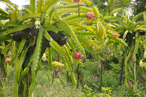 Dragon Fruit Cactus Plant