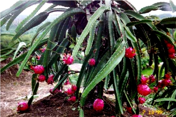 Dragon Fruit Cactus Plant