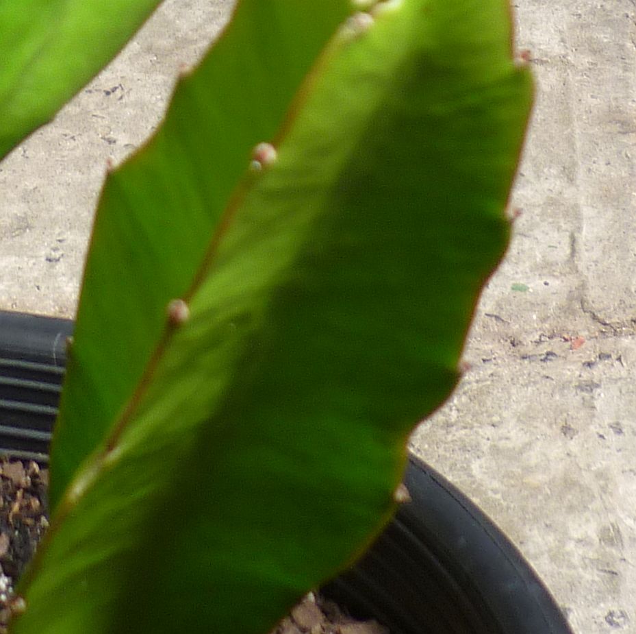 Dragon Fruit Cactus Plant