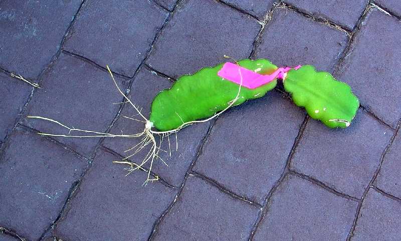 Dragon Fruit Cactus Plant