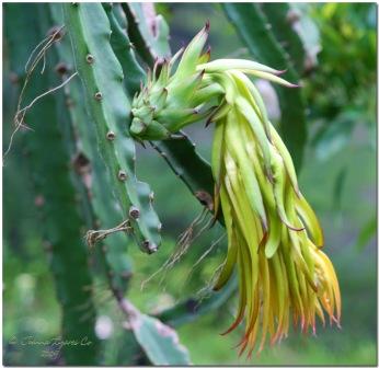 Dragon Fruit Cactus Plant