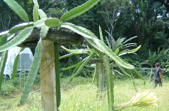 Dragon Fruit Farm