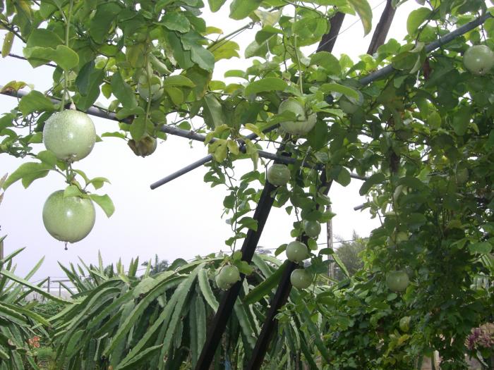 Dragon Fruit Farm