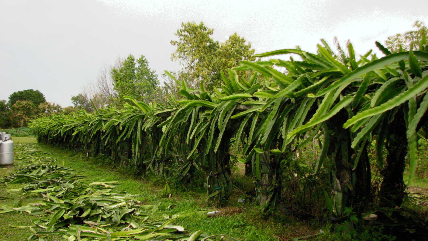 Dragon Fruit Farm