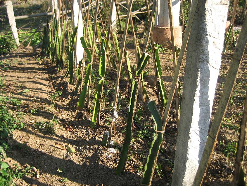 Dragon Fruit Farm