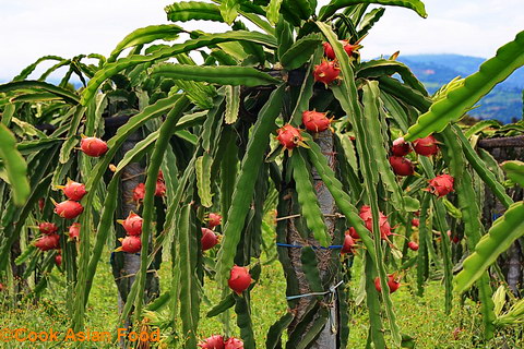 Dragon Fruit Farm