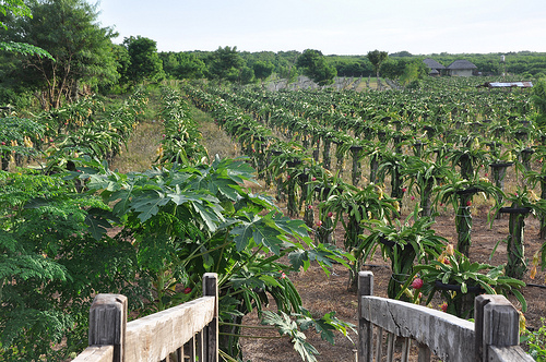 Dragon Fruit Farm