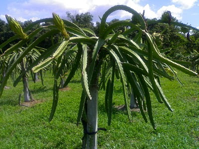 Dragon Fruit Farm