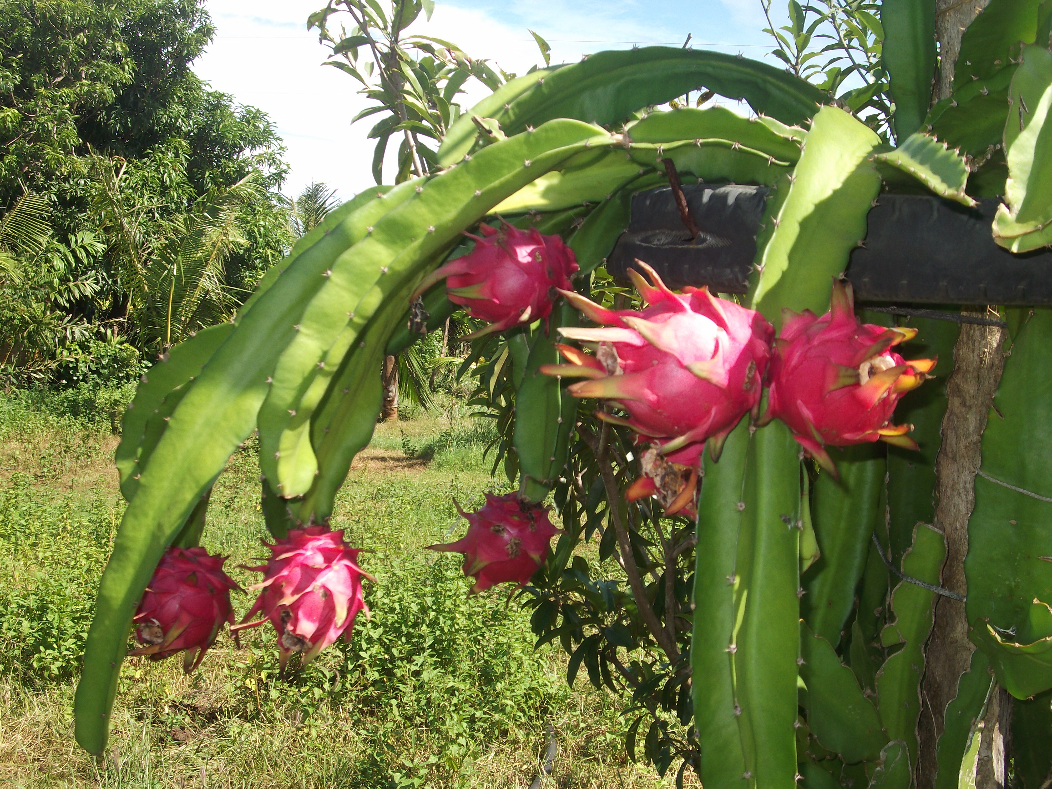 Dragon Fruit Farm Burgos