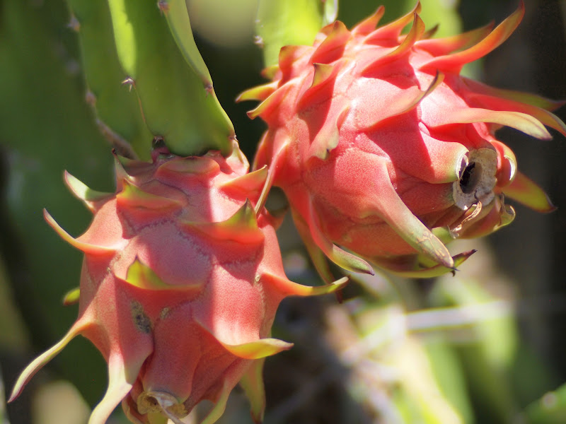 Dragon Fruit Farm Burgos