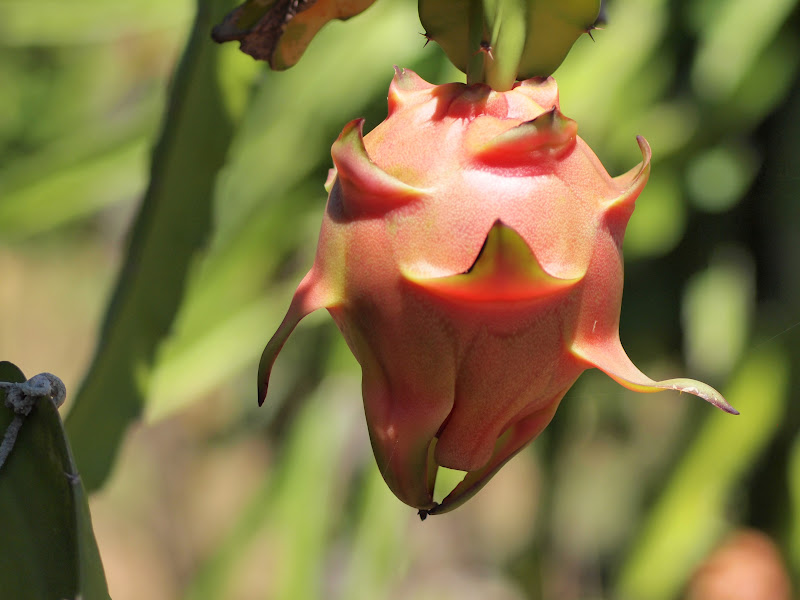 Dragon Fruit Farm Burgos