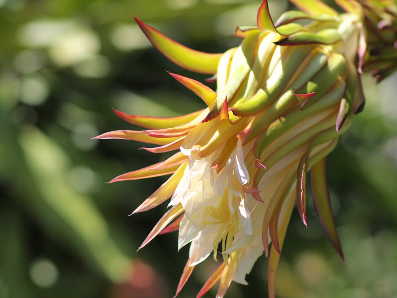 Dragon Fruit Farm Burgos