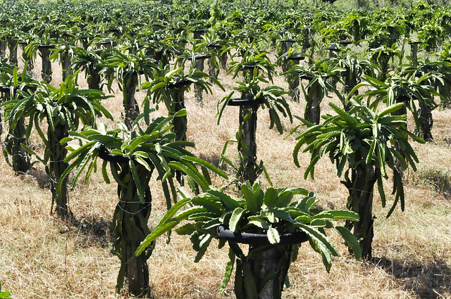 Dragon Fruit Farm Ilocos