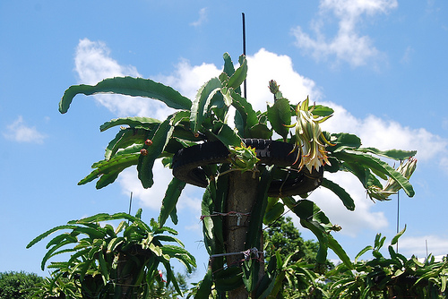 Dragon Fruit Farm Ilocos