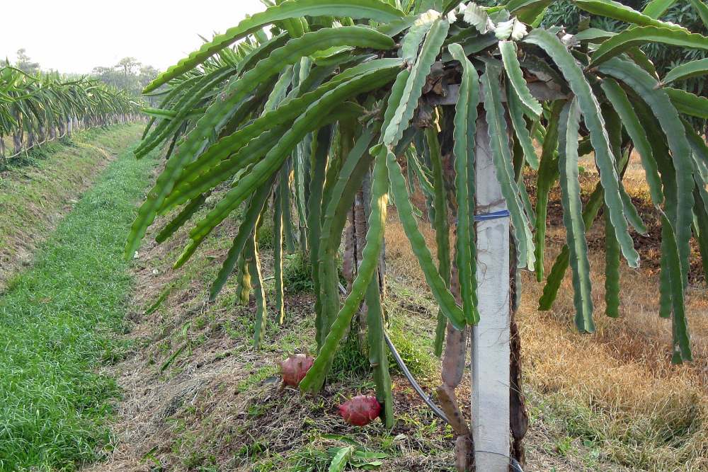 Dragon Fruit Farm In The Philippines