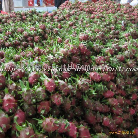 Dragon Fruit Farm In The Philippines