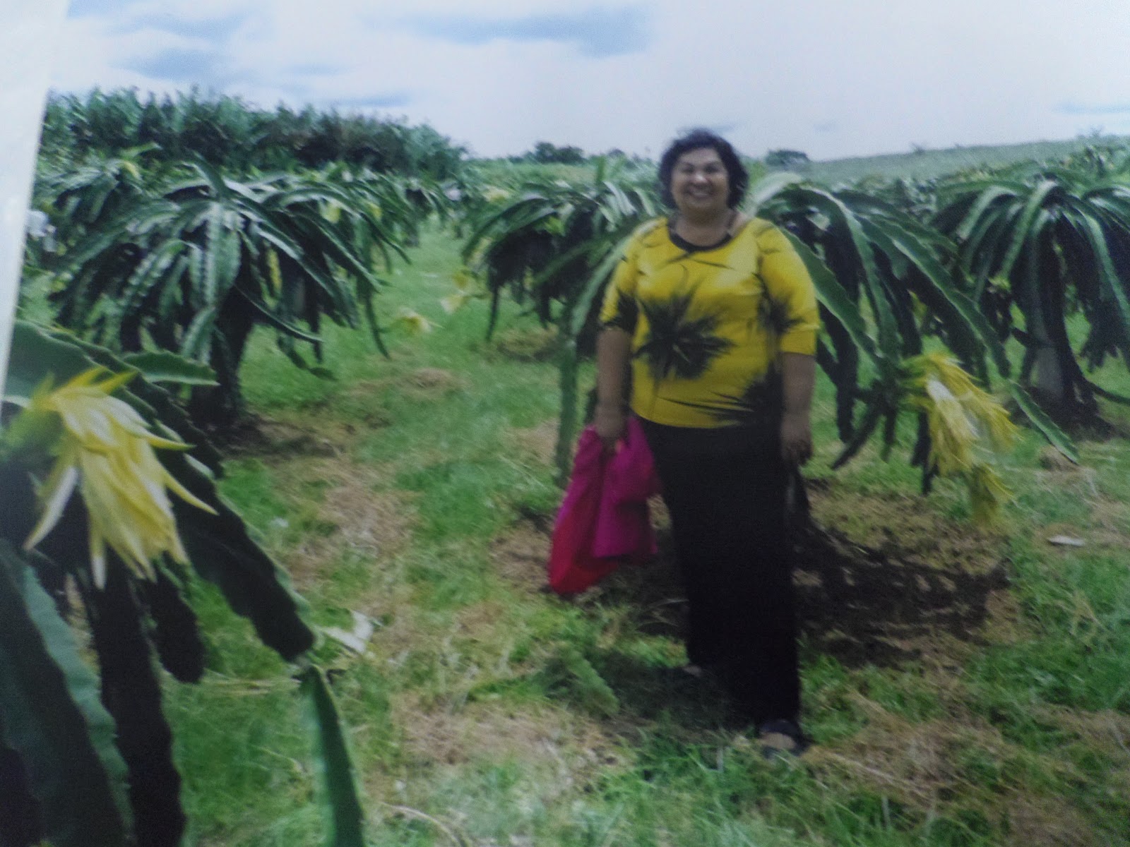 Dragon Fruit Farm In The Philippines