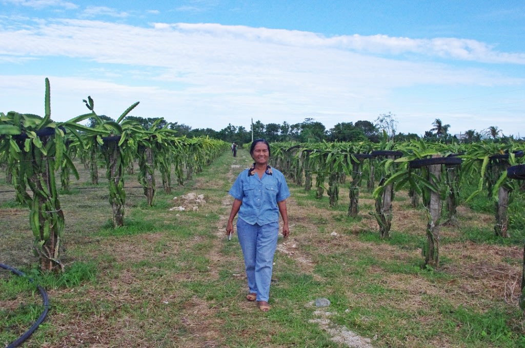 Dragon Fruit Farm In The Philippines