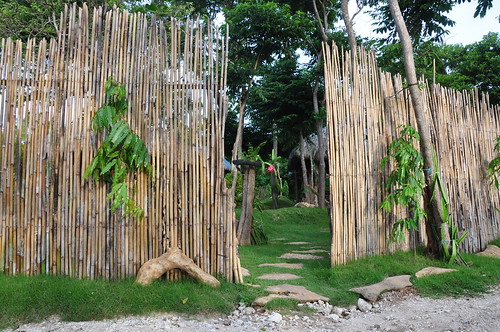 Dragon Fruit Farm In The Philippines