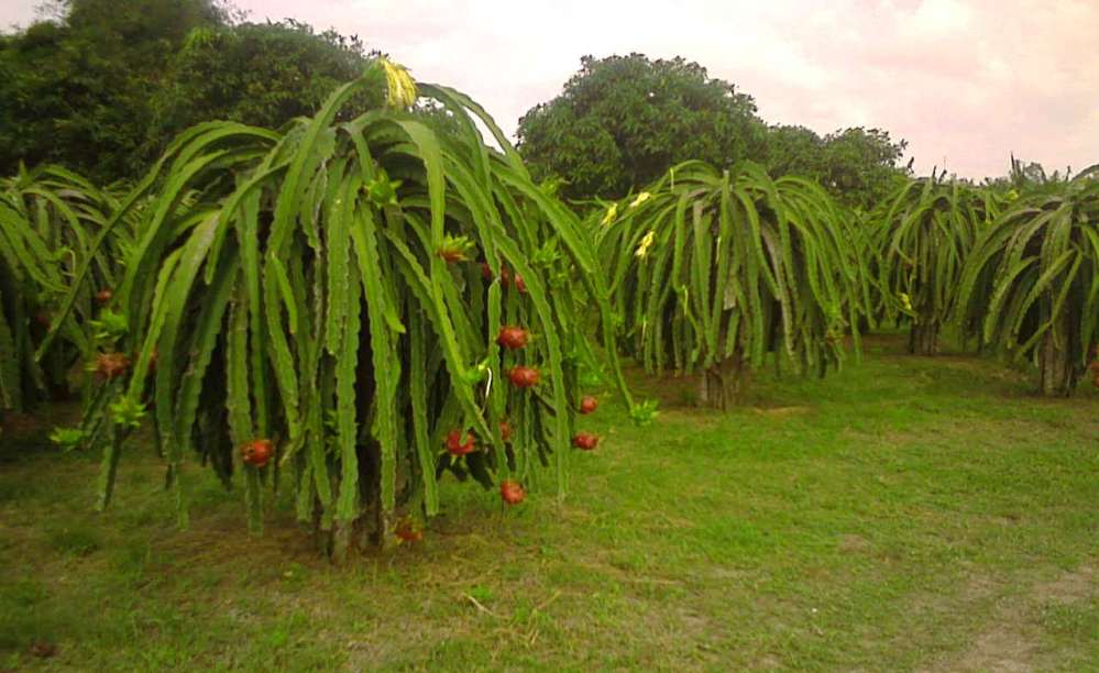 Dragon Fruit Farm In The Philippines