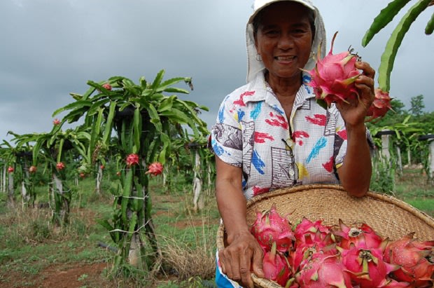 Dragon Fruit Farm In The Philippines