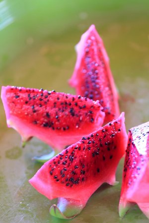 Dragon Fruit Farm Maui