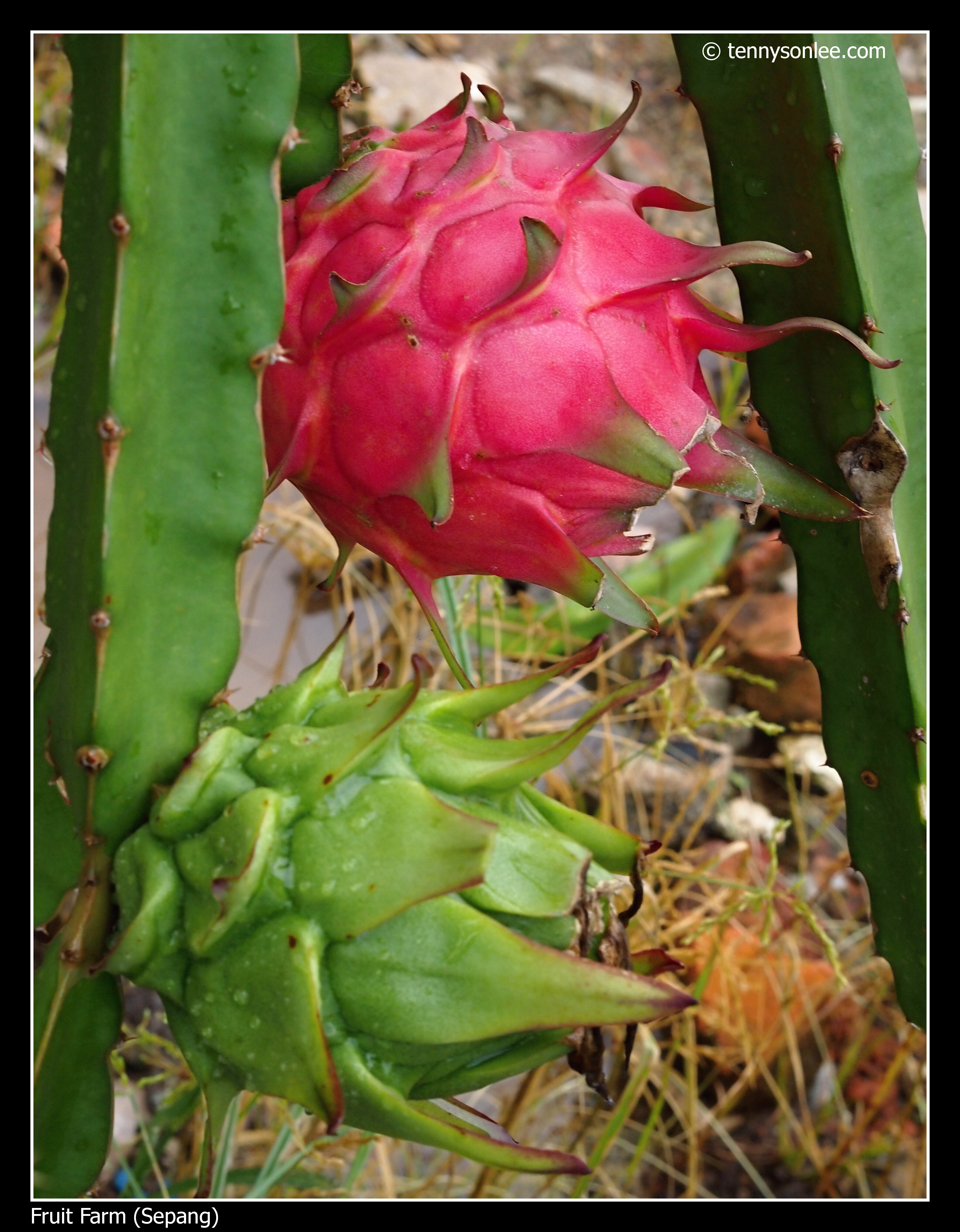 Dragon Fruit Farm Tanjung Sepat