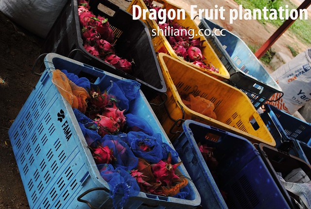 Dragon Fruit Farm Tanjung Sepat