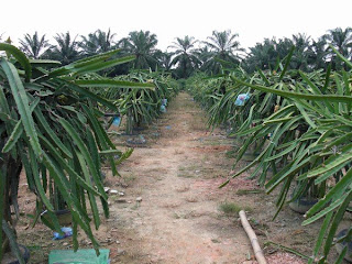 Dragon Fruit Farm Tanjung Sepat