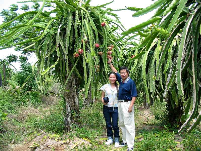 Dragon Fruit Flower