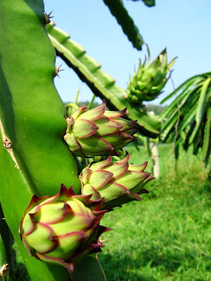 Dragon Fruit Flower