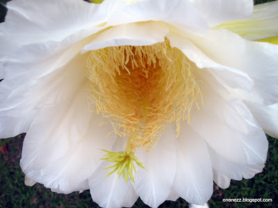 Dragon Fruit Flower