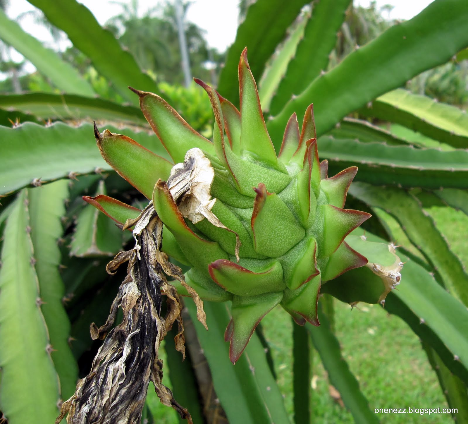 Dragon Fruit Flower