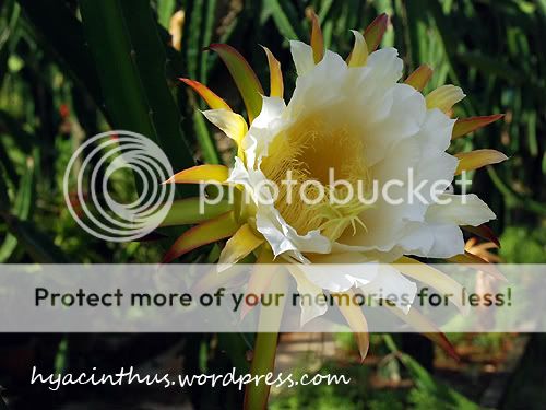 Dragon Fruit Flower