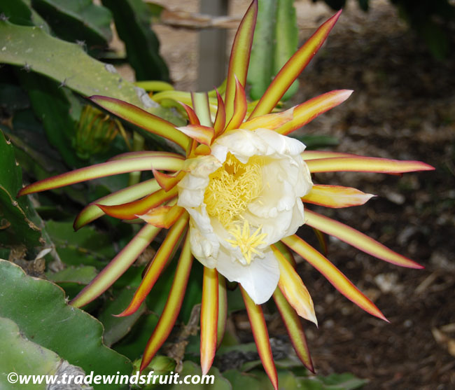 Dragon Fruit Flower