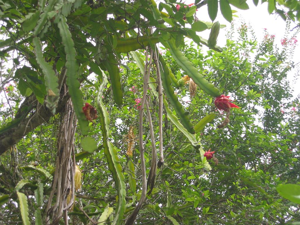 Dragon Fruit Flower