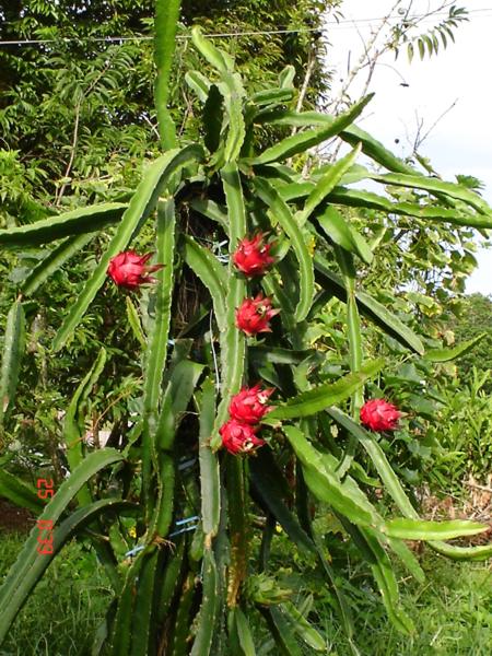 Dragon Fruit Flower