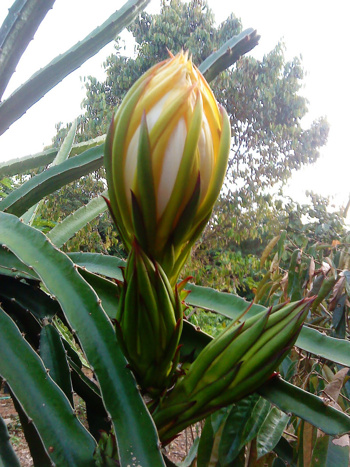 Dragon Fruit Flower